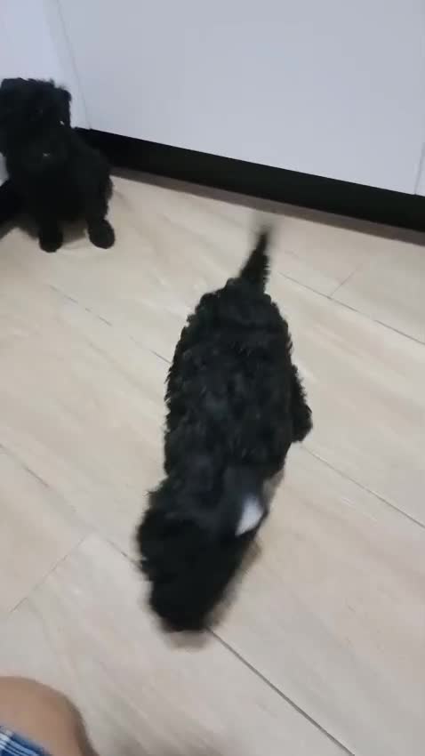 Caniche Toy perros en venta: Caniche toy Negro azabache  - Video 2