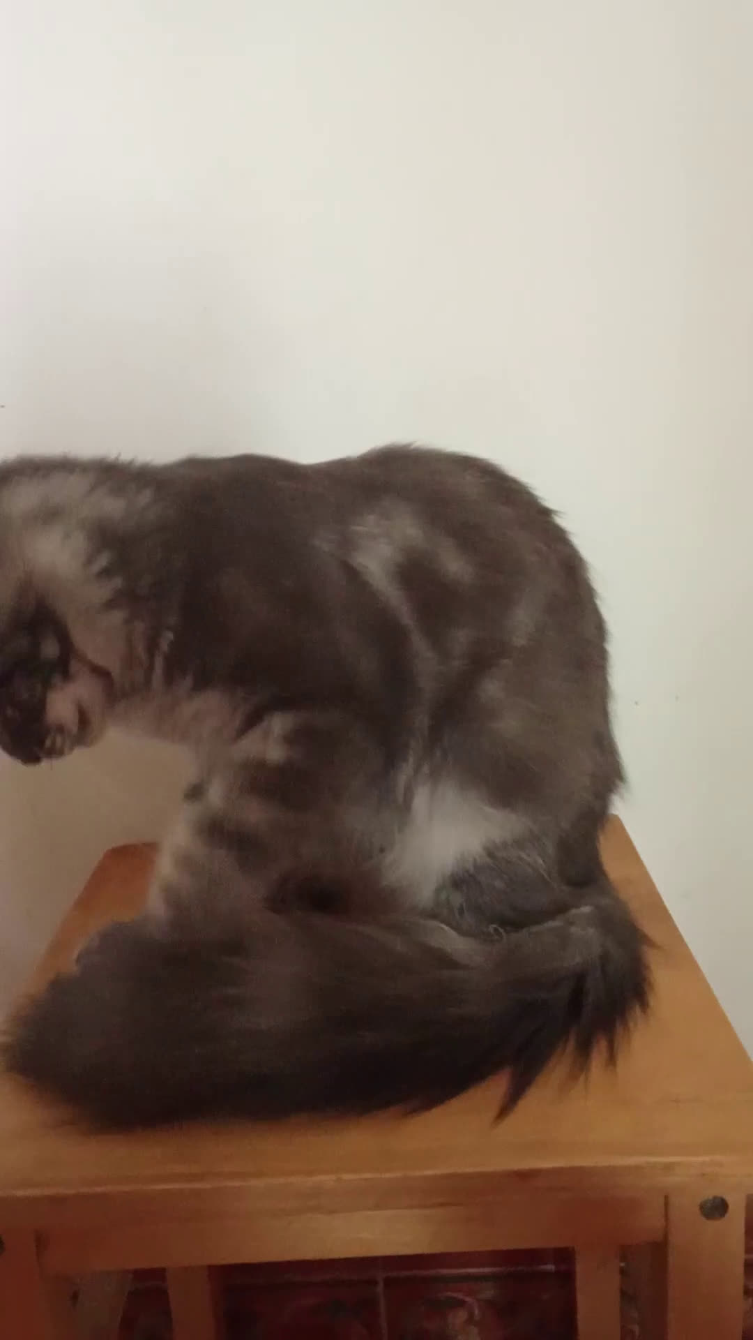 Maine Coon gatos en venta: Maine Coon tamaño grande  - Video 1