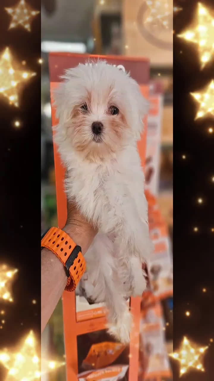 Bichón Maltés perros en venta: Bichon maltés  en Cádiz - Video 1