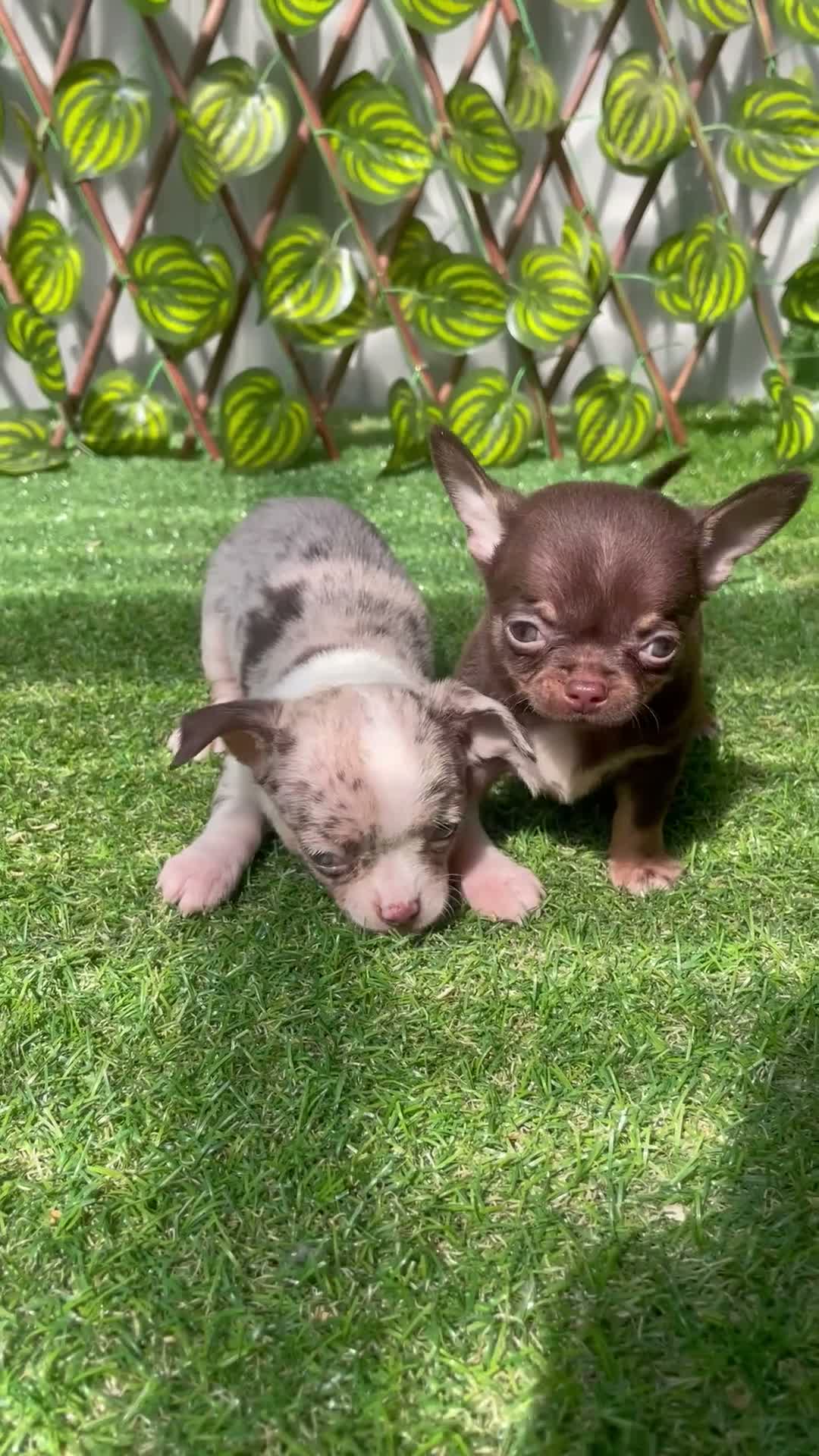 Chihuahua perros en venta: Chihuahuas - Video 1