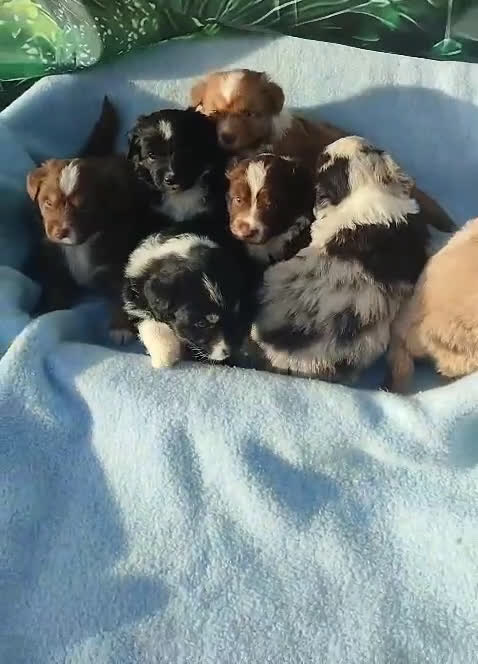 Pastor Miniatura Americano perros en venta: CACHORROS PASTOR AMERICANO MINIATURA - Video 1