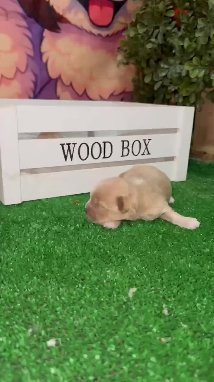 Maltipoo perros en venta: Maltipoo Toy Machos Rojo muy pequeños  - Video 2