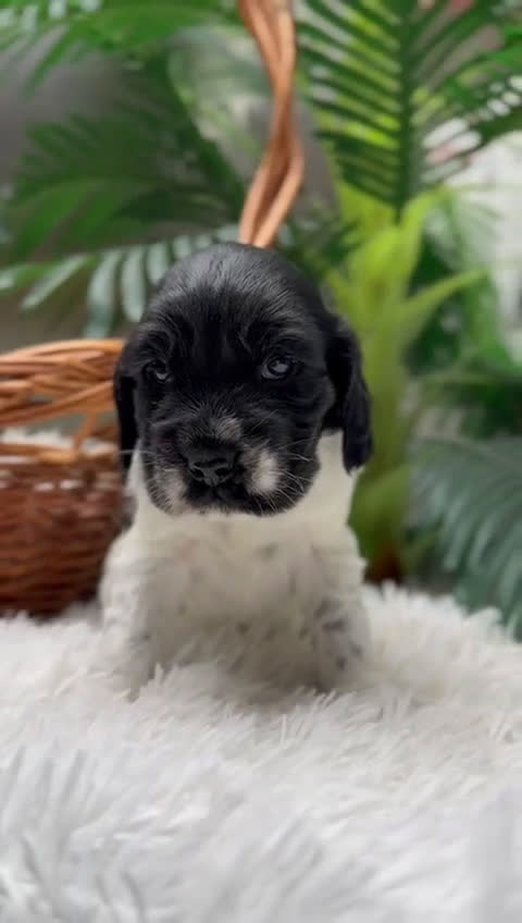 Cocker Spaniel Inglés perros en venta: COCKER SPANIEL INGLES - Video 2