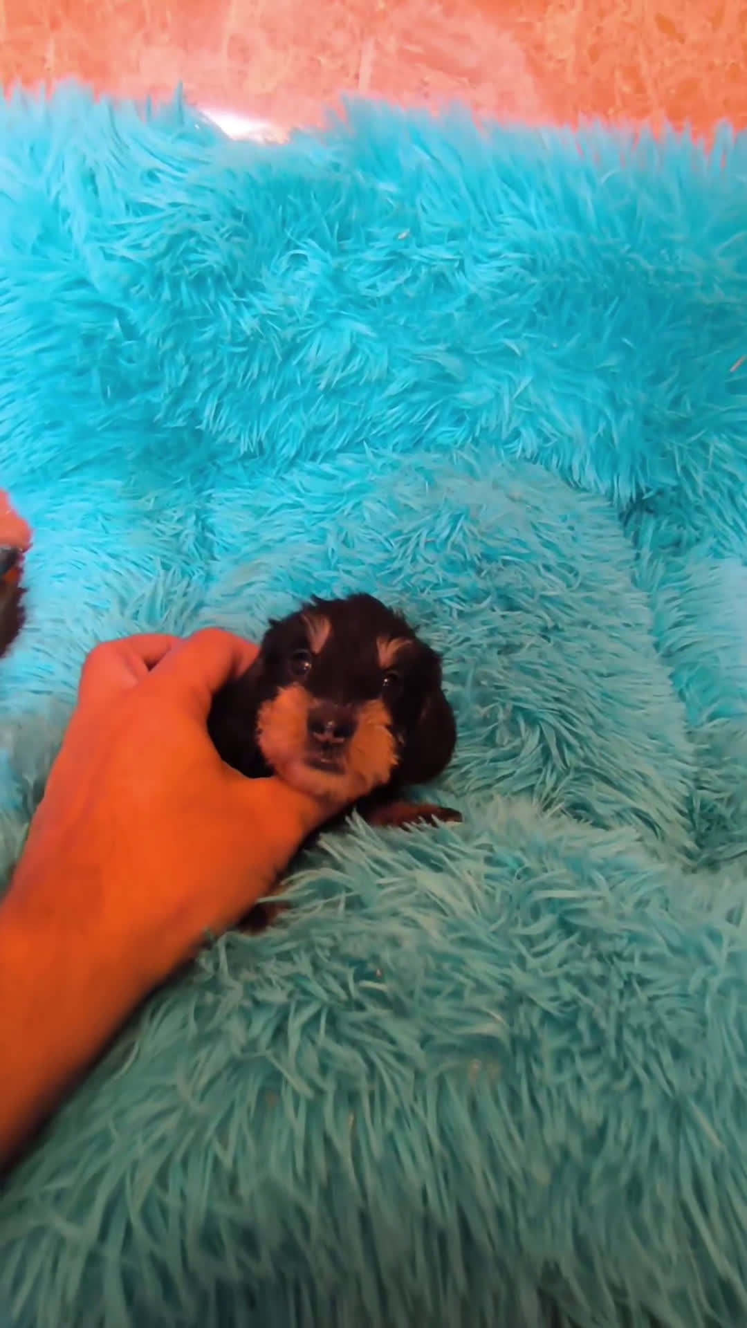 Teckel perros en venta: Teckel kaninchen de pelo duro  - Video 2