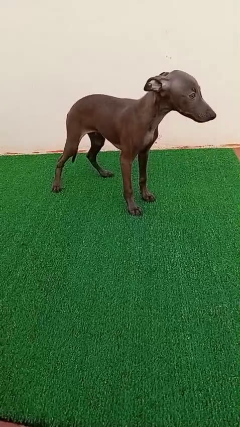Pequeño Lebrel Italiano perros en venta: PICCOLO - Video 3
