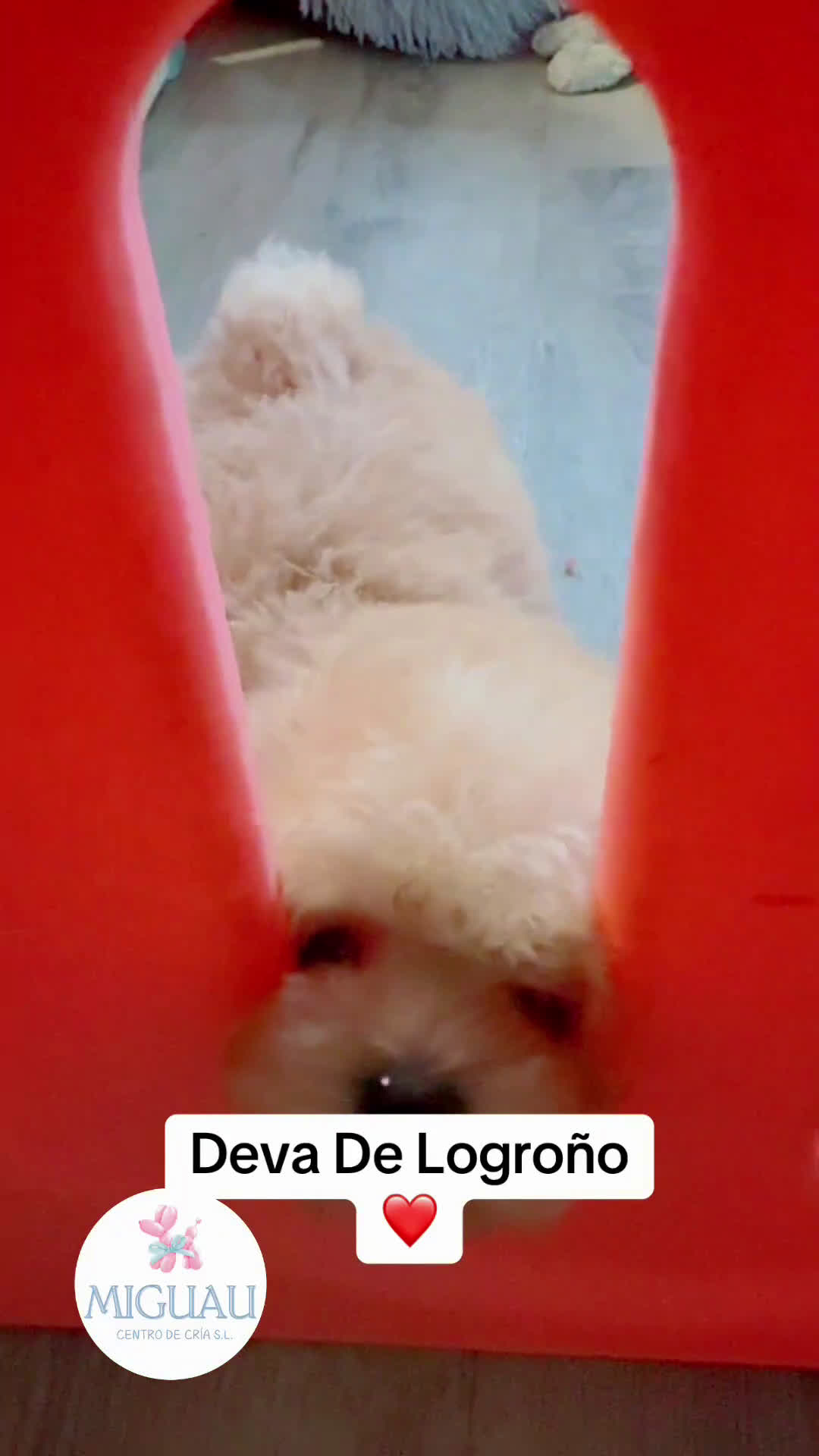 Shihpoo perros en venta: Preciosos Cachorritos  ShihPoo en Villarta - Video 1
