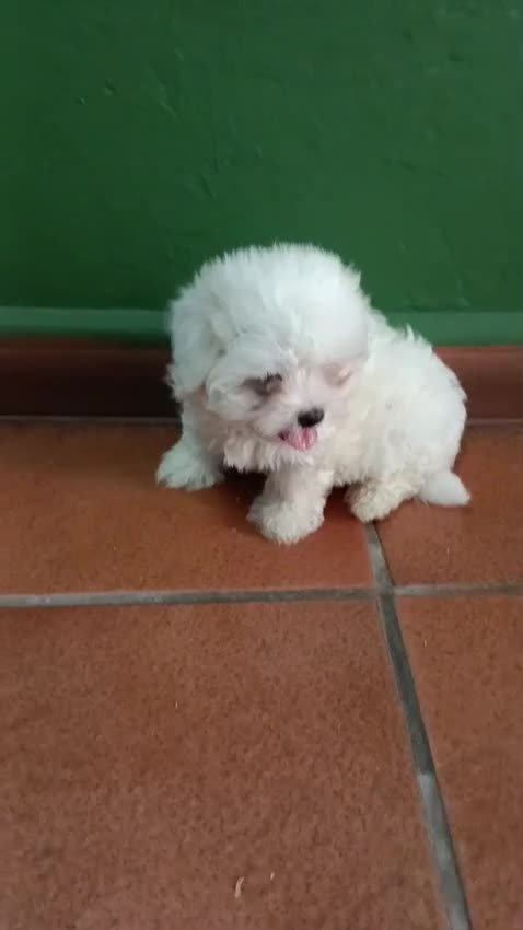 Bichón Maltés perros en venta: Bichón maltes Toy  - Video 1