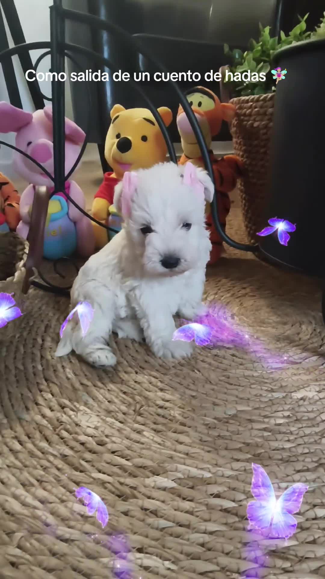 Schnauzer Miniatura perros en venta: Espectaculares schnauzer miniatura blancoss 😍❤️ - Video 1