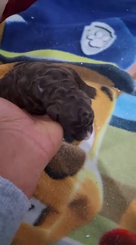 Perro de Agua Español perros en venta: PERRO DE AGUA ESPAÑOL - Video 3