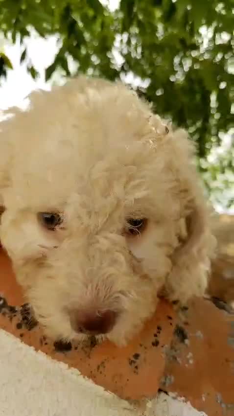 Perro de Agua Español perros en venta: Preciosos cachorros de Perro de Agua - Video 3