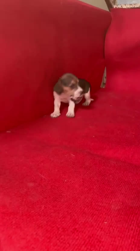 Beagle perros en venta: Beagle tricolor  - Video 2
