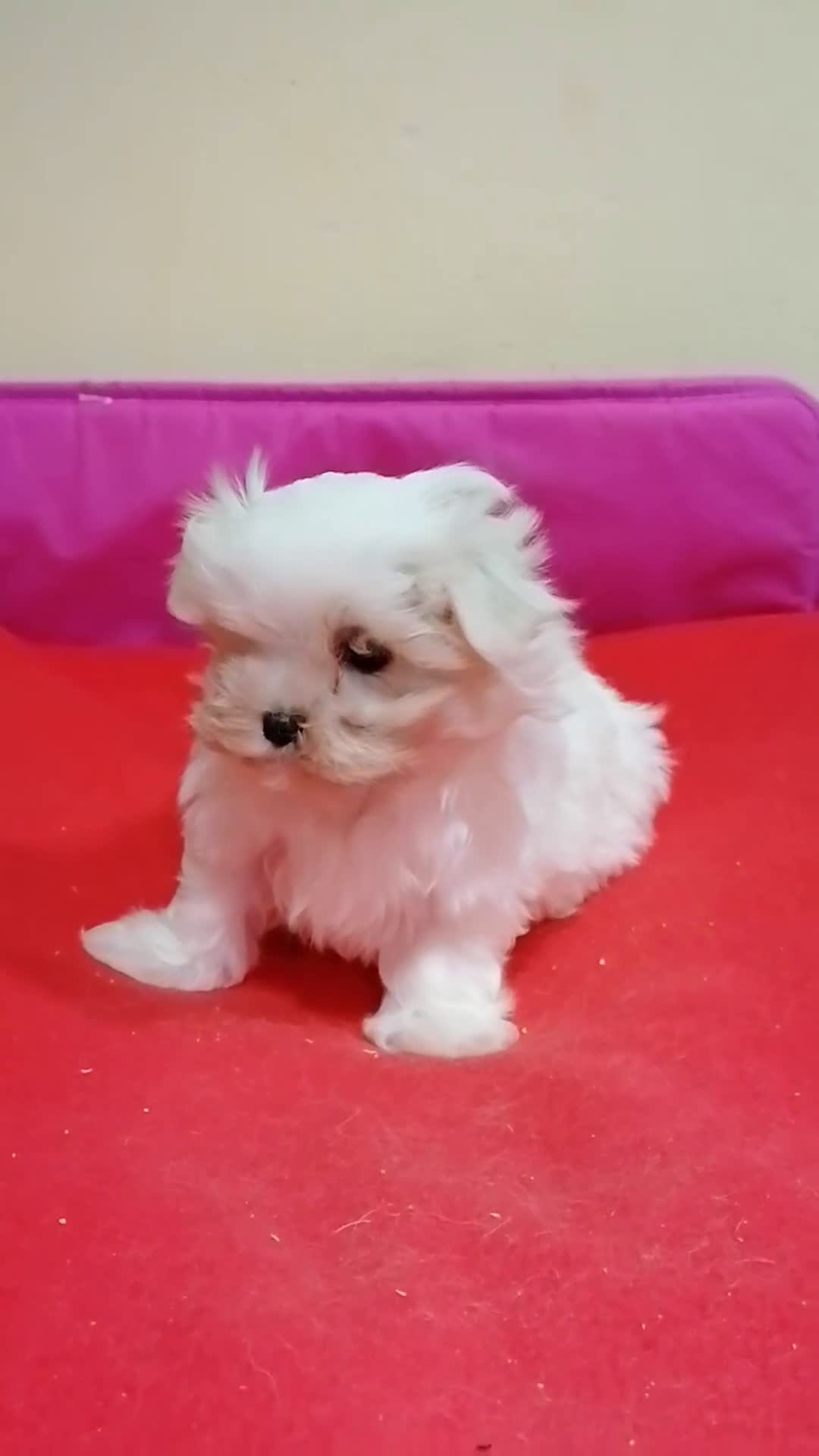Bichón Maltés perros en venta: Bichon maltés  - Video 1