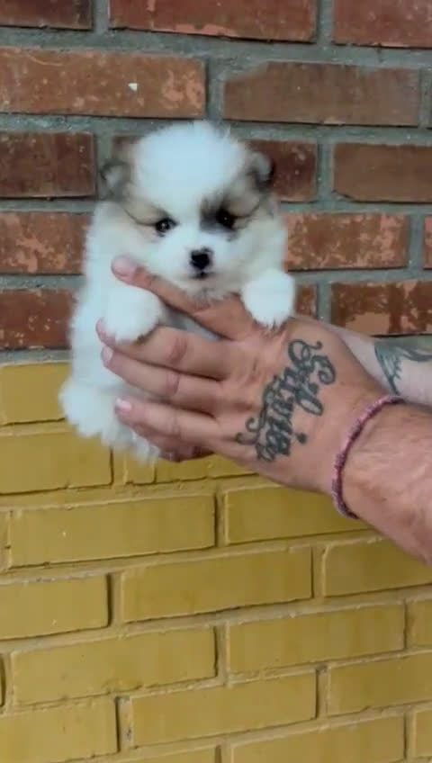 Pomerania perros en venta: Pomerania  - Video 1