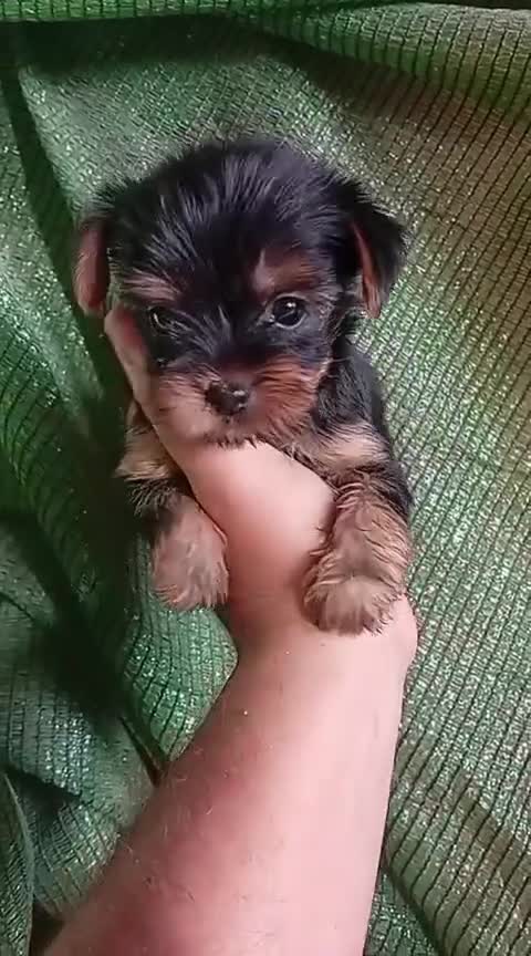 Yorkshire Terrier perros en venta: Cachorros yorkshire terrier  - Video 3