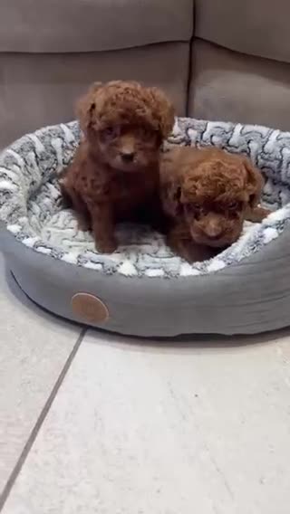 Caniche Toy perros en venta: Caniche Toy  - Video 1