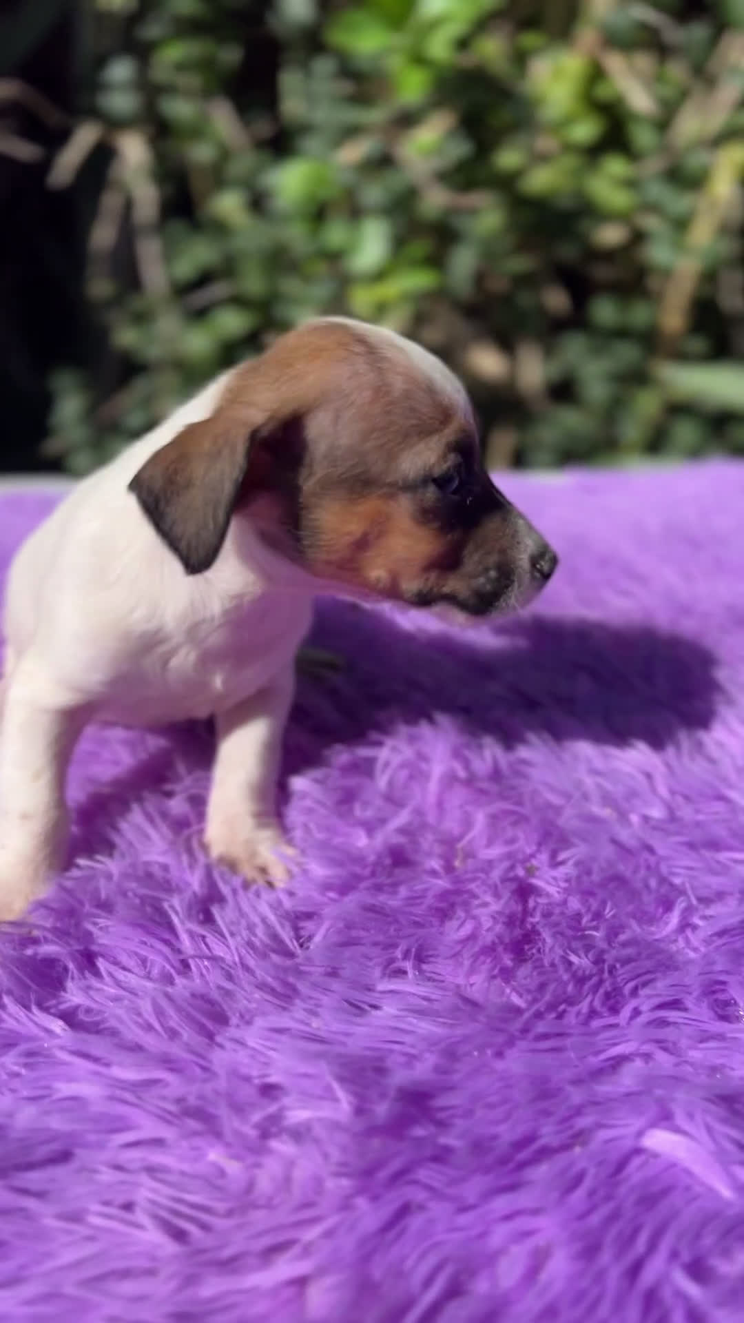 Jack Russell Terrier perros en venta: Jack Russell tricolor  - Video 1