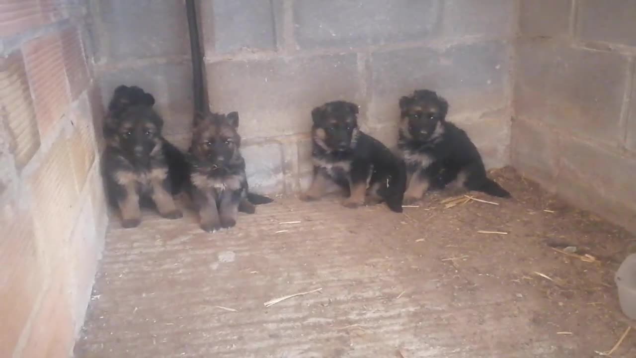Pastor Alemán perros en venta: CACHORROS PASTOR ALEMÁN  - Video 1