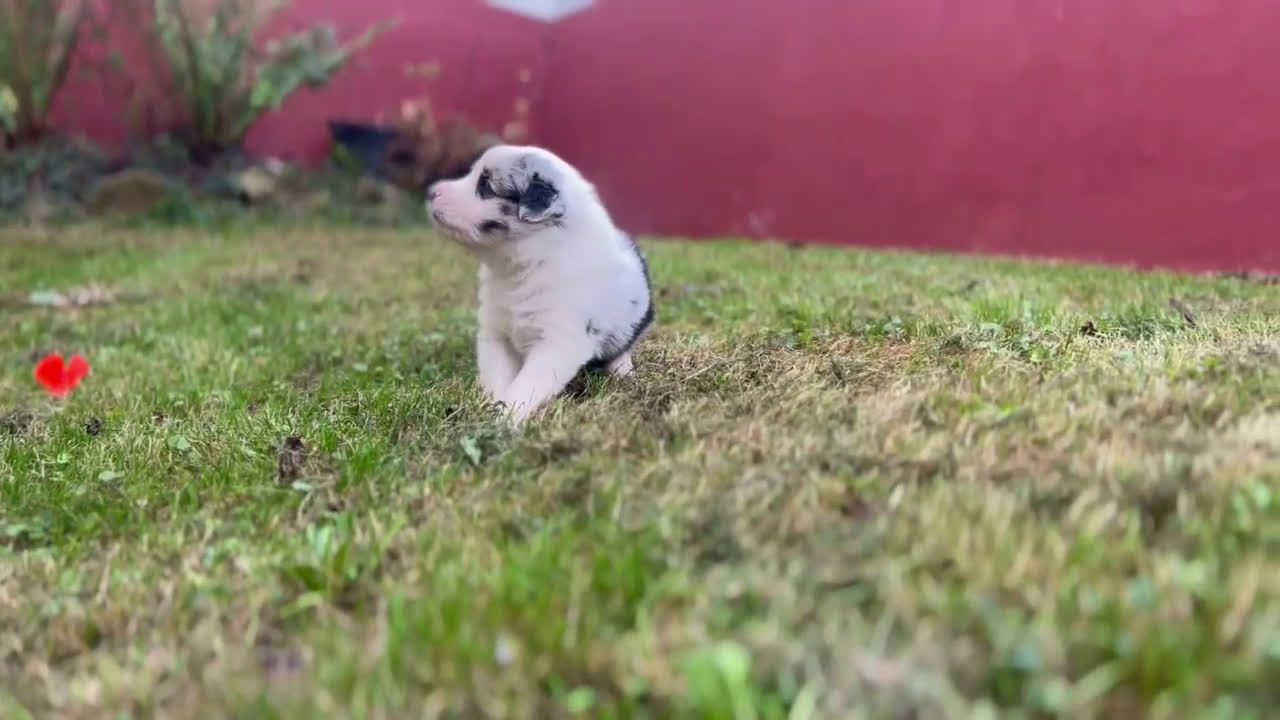 Pastor Miniatura Americano perros en venta: Cachorros pastor miniatura americano  - Video 1