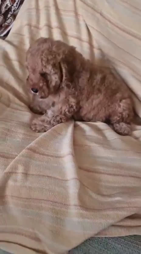 Caniche Toy perros en venta: Caniche Toy - Video 1