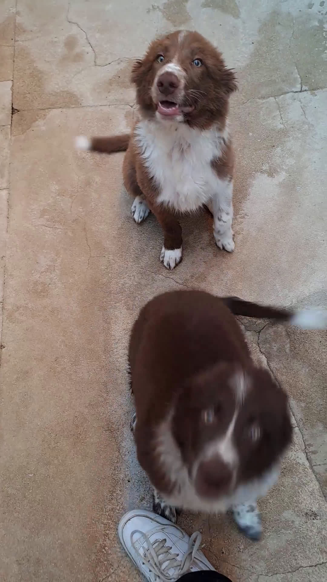 Border Collie perros en venta: Border collie  - Video 1