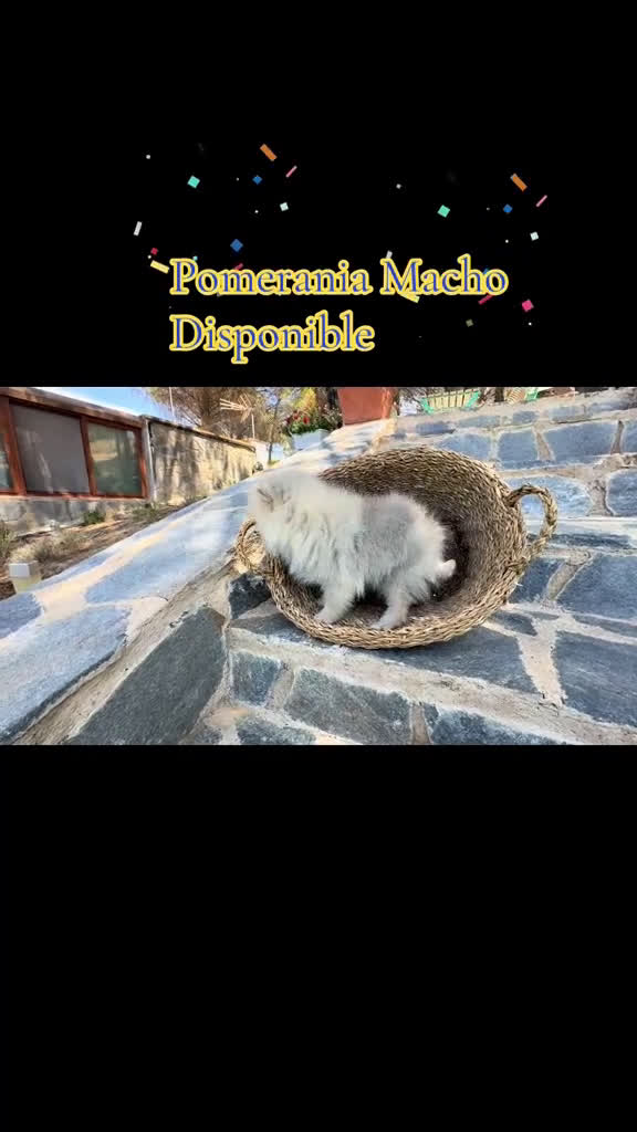 Pomerania perros en venta: Pomerania tamaño pequeño macho color sable.  - Video 1