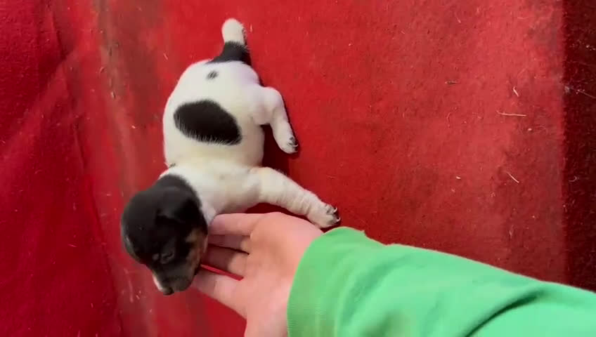Jack Russell Terrier perros en venta: Jack Russell  - Video 3