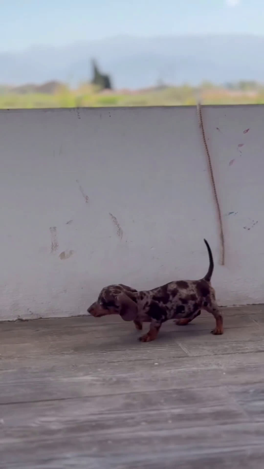Teckel Miniatura perros en venta: 🐾 Gregorio & Pongo – Teckel miniatura 🐾 - Video 1