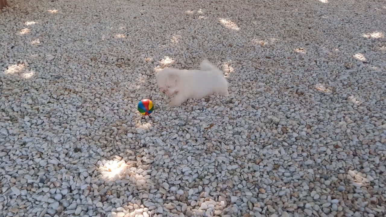 Bichón Maltés perros en venta: Cachorrito Bichon Maltes Toy  - Video 2