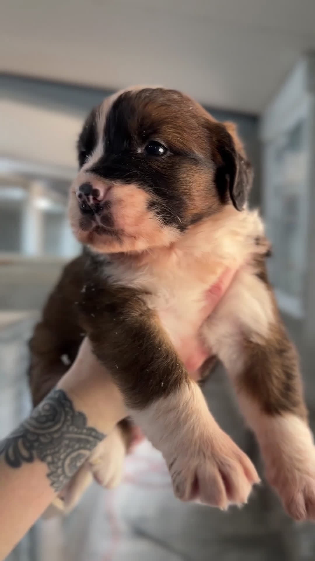 Raza Mixta perros en venta: San bernese  - Video 1