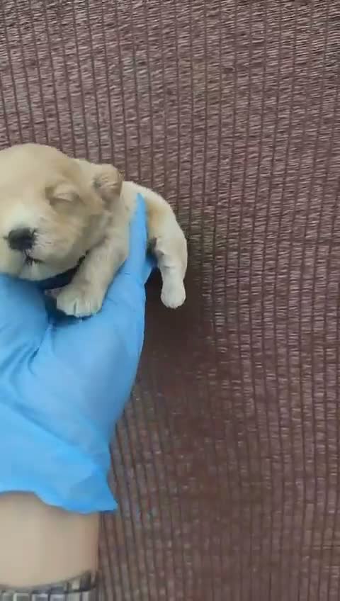 Maltipoo perros en venta: Maltipoo - Video 2