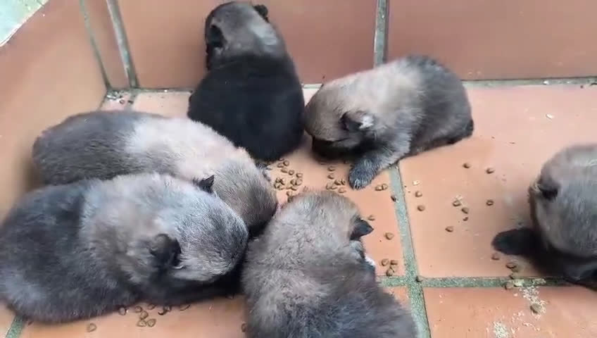 Pomerania perros en venta: POMERANIA - Video 2