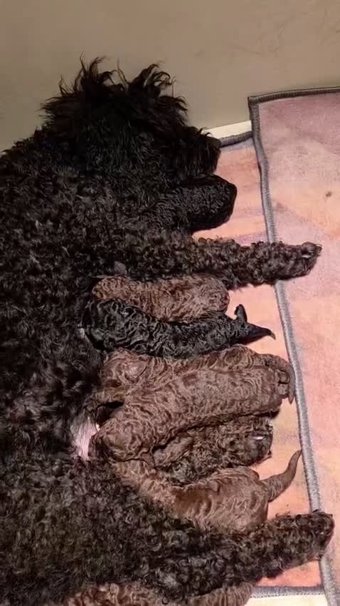 Perro de Agua Español perros en venta: Cachorros perros de agua - Video 1