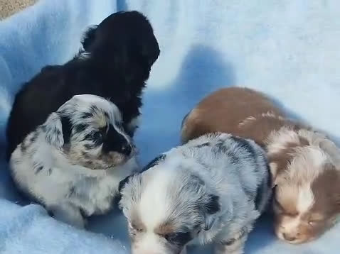 Pastor Miniatura Americano perros en venta: Pastor Americano  - Video 1