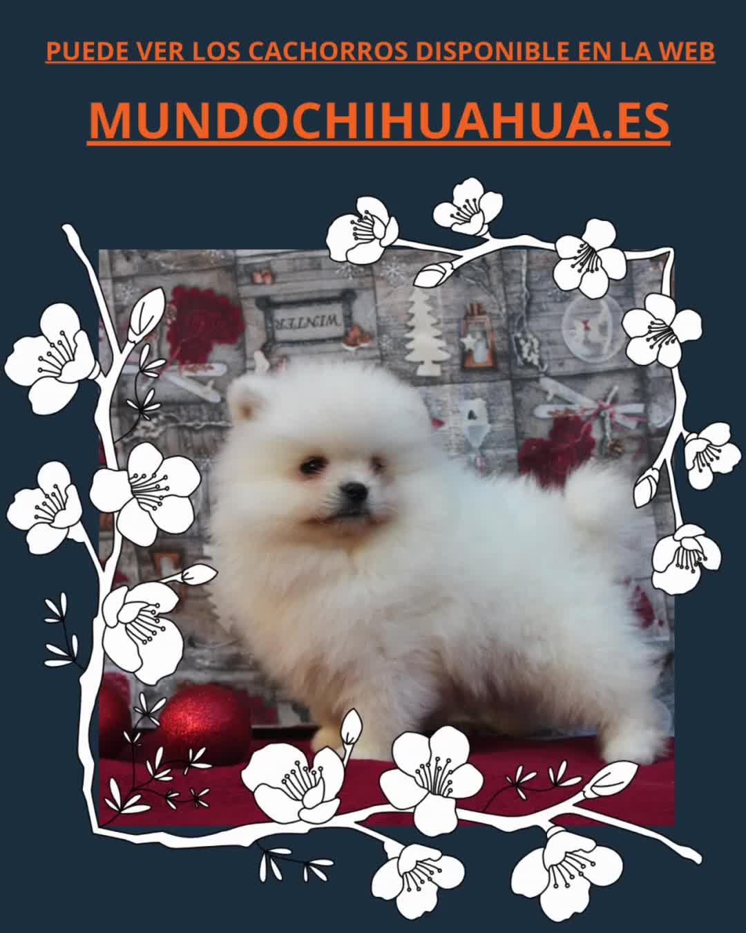 Pomerania perros en venta: POMERANIA  LINEA TOY   MUY CHATO - Video 1