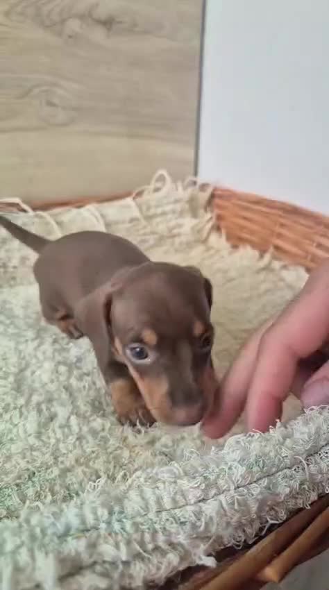 Teckel Miniatura perros en venta: Teckel chocolate y arlequín chocolate  - Video 1