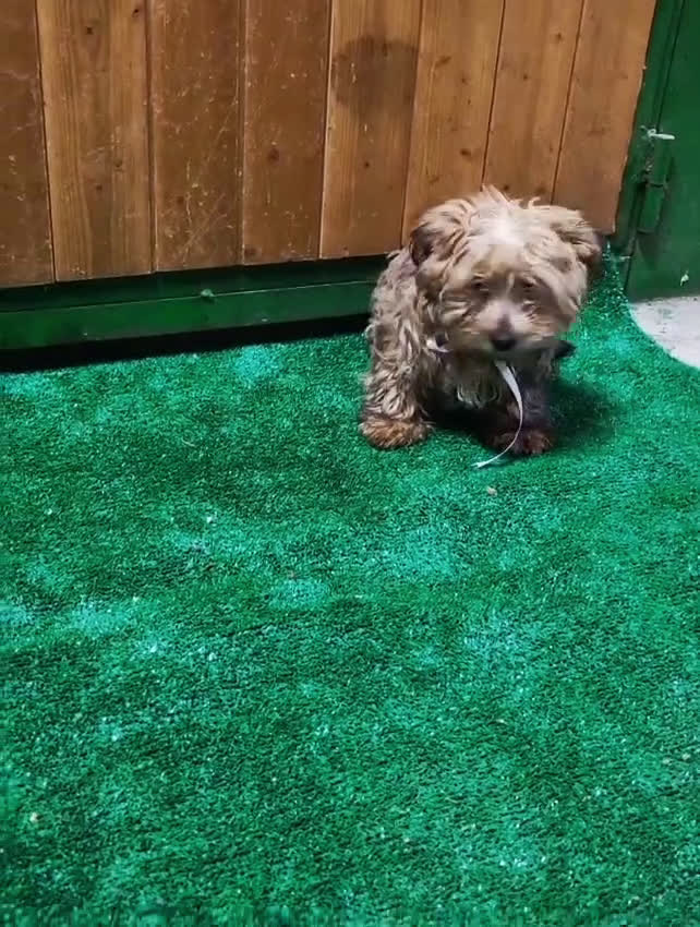 Yorkshire Terrier perros en venta: Yorkshire terrier - Video 1