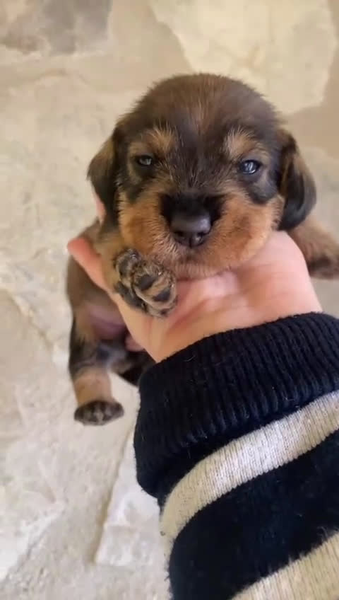 Teckel perros en venta: Teckel de pelo duro - Video 1