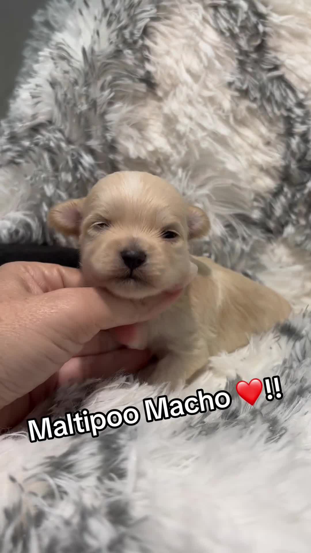 Maltipoo perros en venta: Maltipoo toy hembra y macho  - Video 1