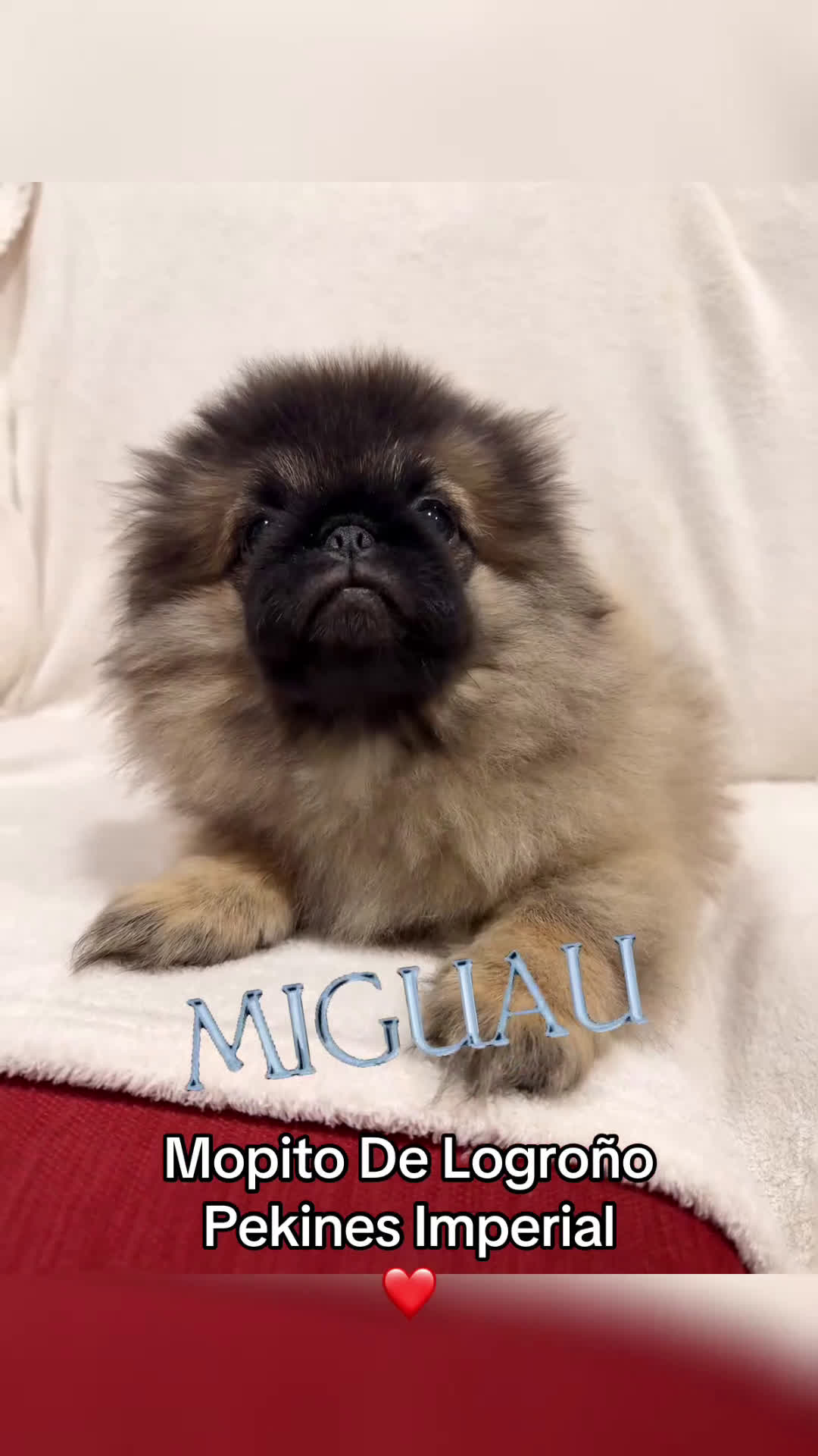 Pekinés perros en venta: Monísimo Pekines Imperial  - Video 1