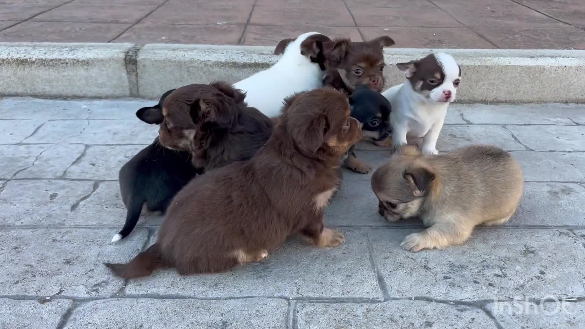 Chihuahua perros en venta: Chihuhua  - Video 1