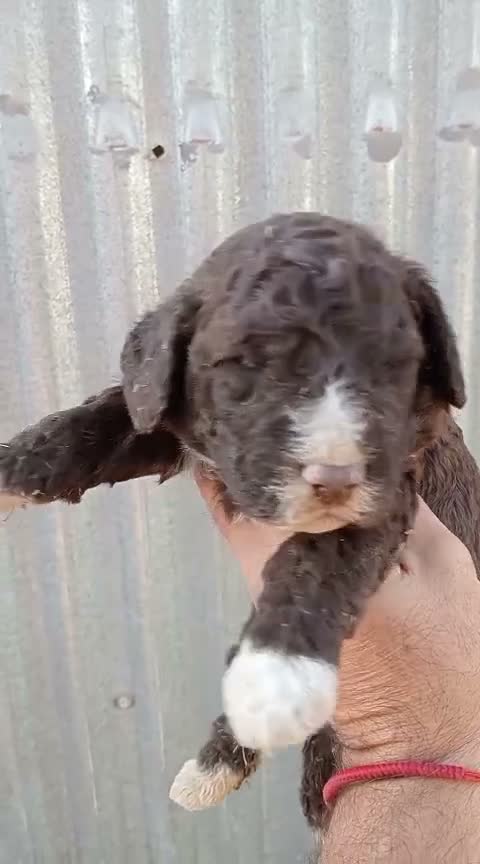 Perro de Agua Español perros en venta: Perros de agua  - Video 2