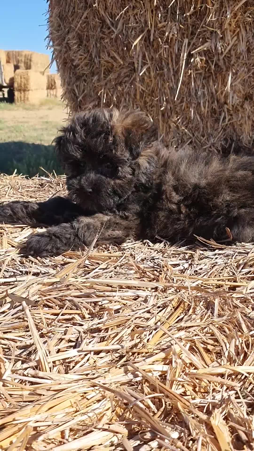 Raza Mixta perros en venta: Maltipoo hembra cachorro - Video 3