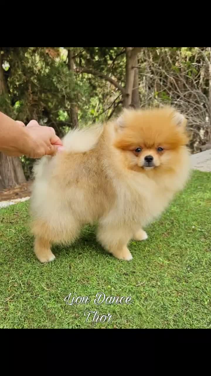 Pomerania perros en venta: Pomeranias calidad excepcional en Málaga - Video 2