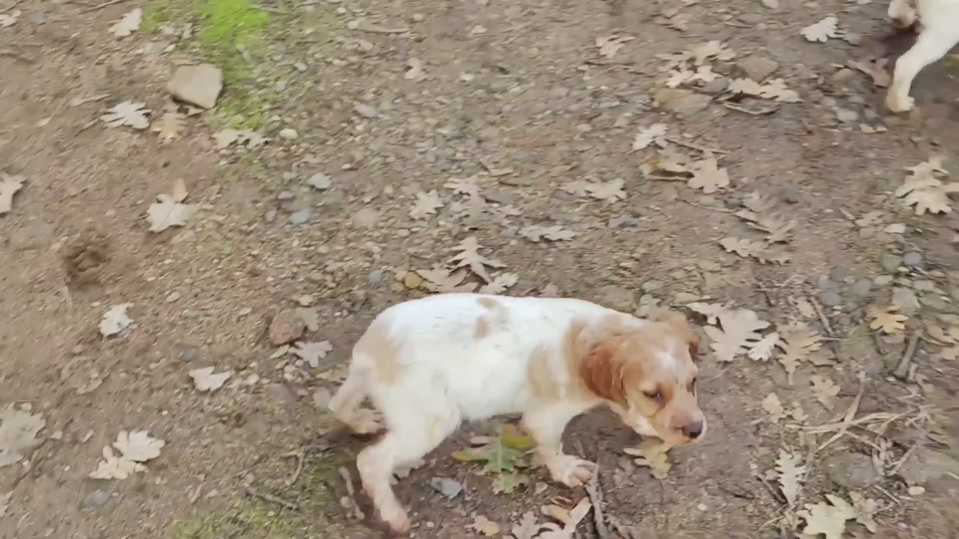 Épagneul Breton perros en venta: CACHORRAS EPAGNEUL BRETON  - Video 5
