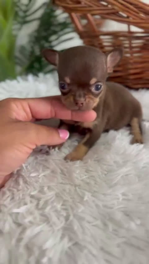 Chihuahua perros en venta: CHIHUAHUA MACHO - Video 1