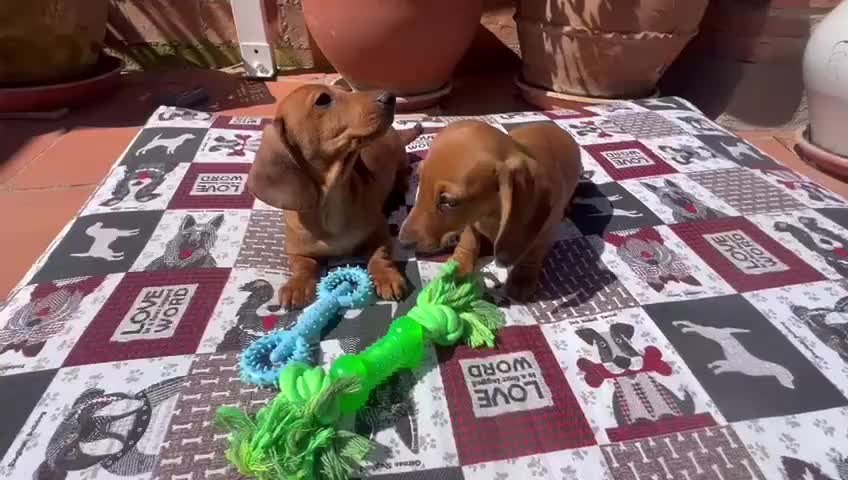 Teckel Miniatura perros en venta: Cachorros teckel miniatura pedigree - Video 1