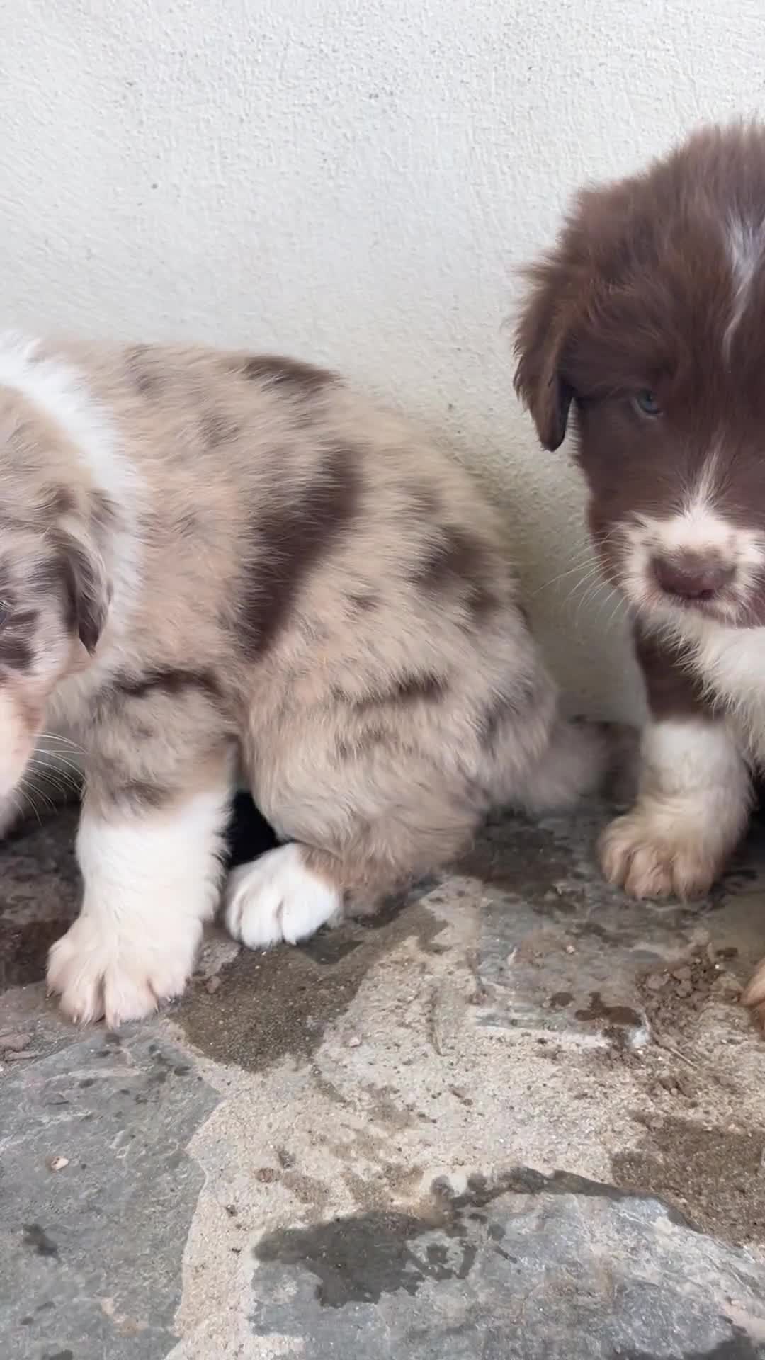 Border Collie perros en venta: Bordell collin De Campeonato Únicos Calidad - Video 1