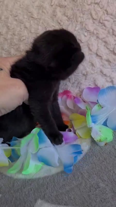 Británico de Pelo Corto gatos en venta: Brithis chocolates ojos azules  - Video 1