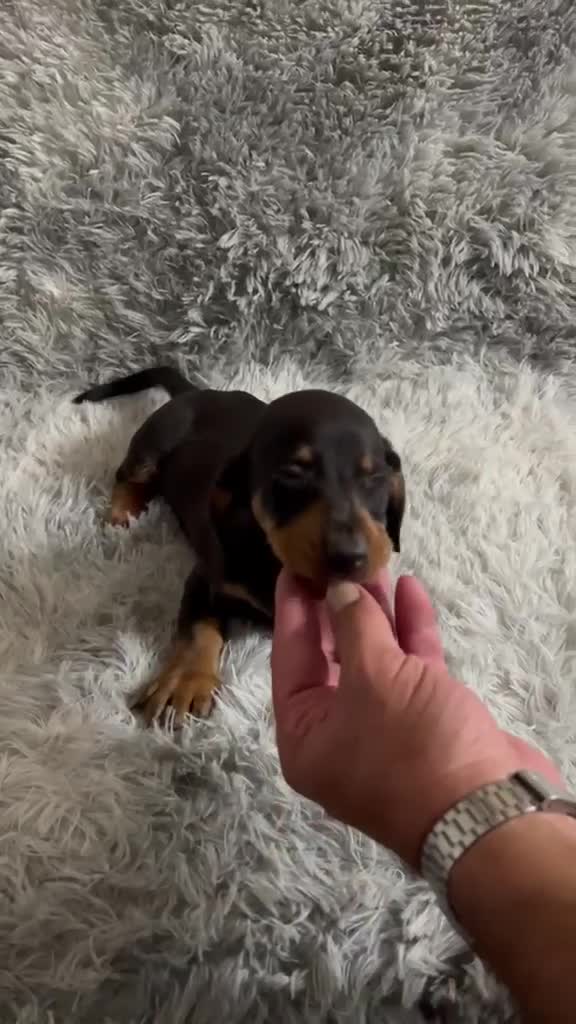 Teckel Miniatura perros en venta: TECKEL MINIATURA NEGRO FUEGO - Video 1