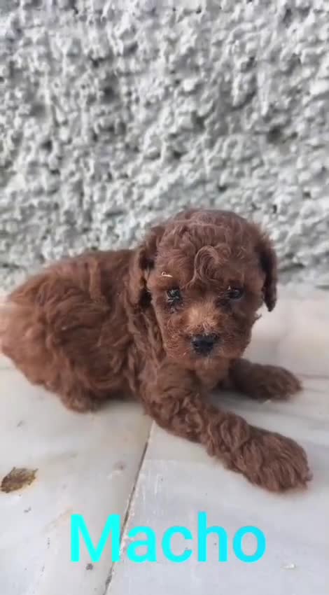 Caniche Toy perros en venta: Camada de caniches toy  - Video 2